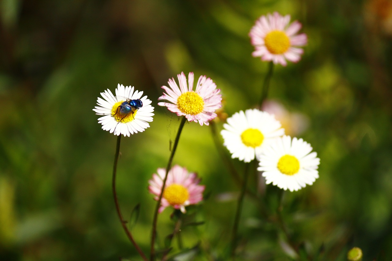 Image - flowers insect nector nature color