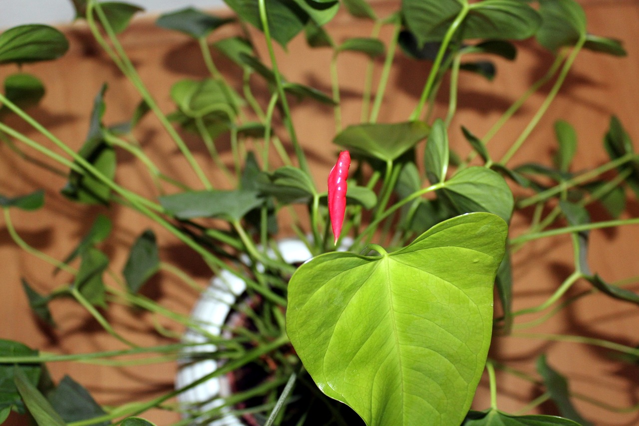 Image - anthurium potted flower nature
