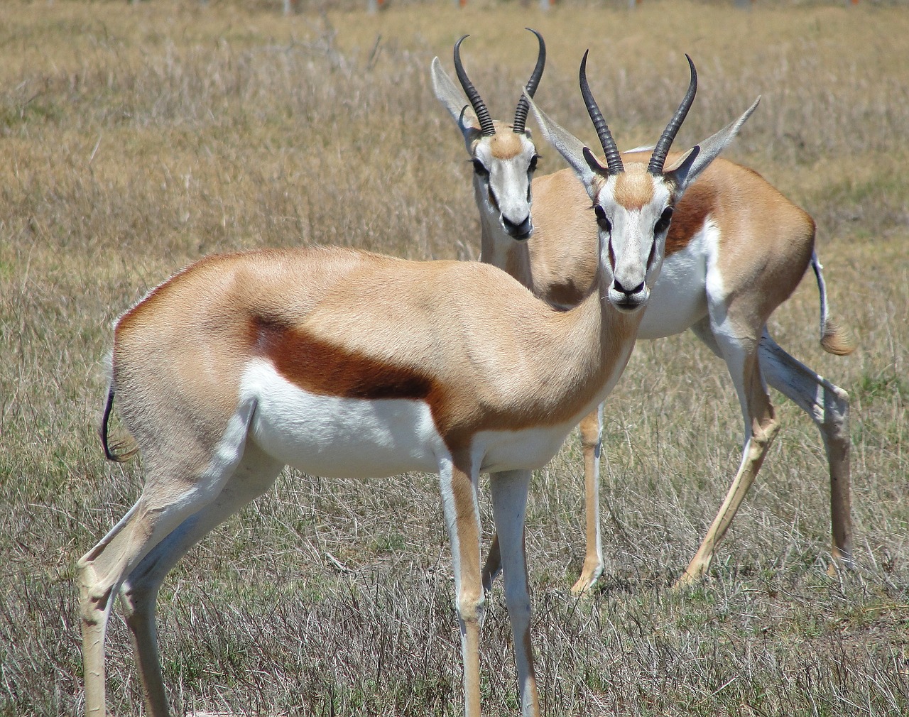 Image - springbok antelope africa