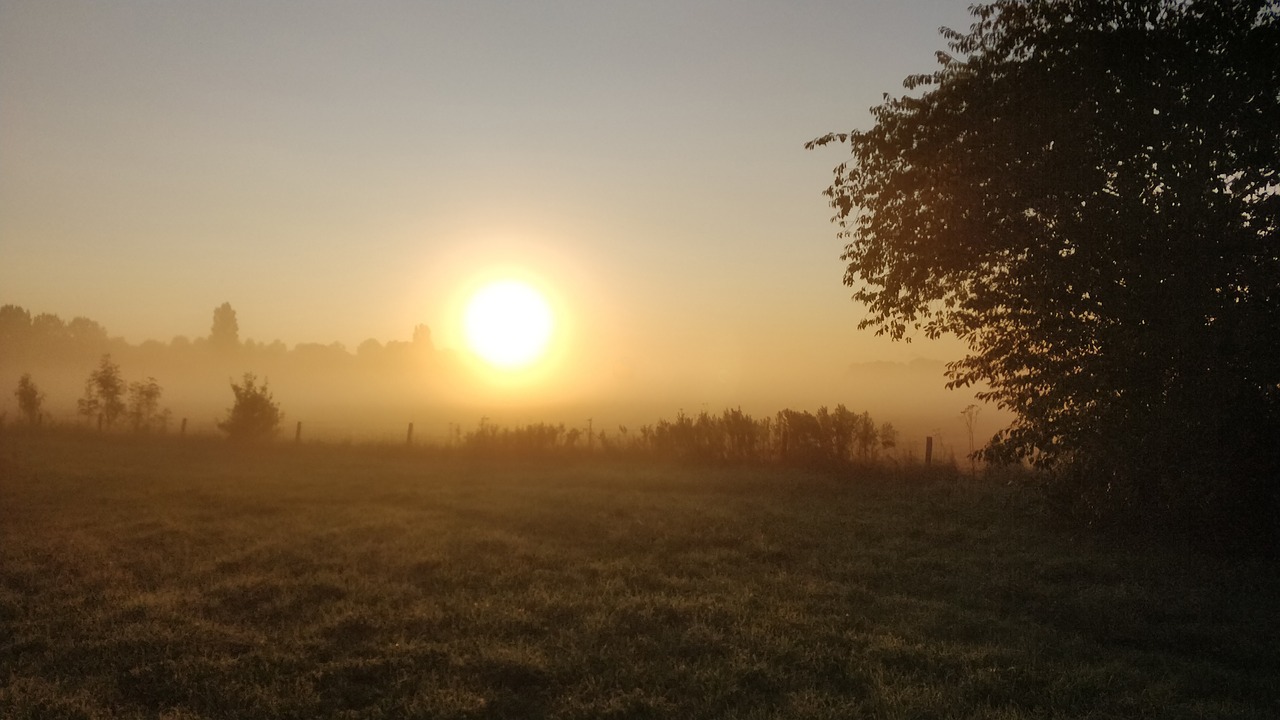 Image - pasture morning sun dry nature