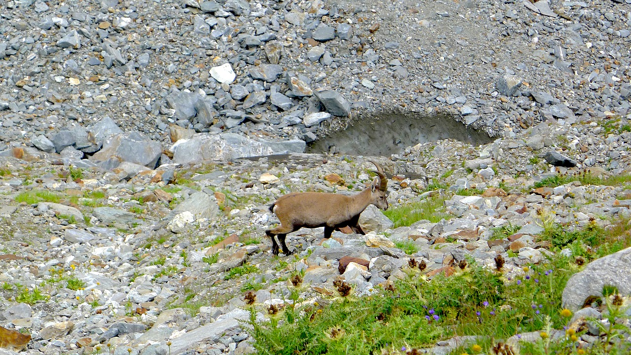 Image - alps chamois mountain wild animals