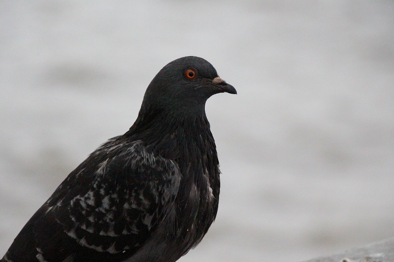 Image - dove bird bird pigeon birds