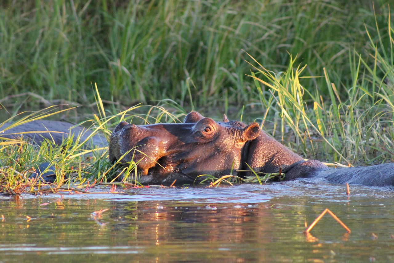Image - hippo africa swamp