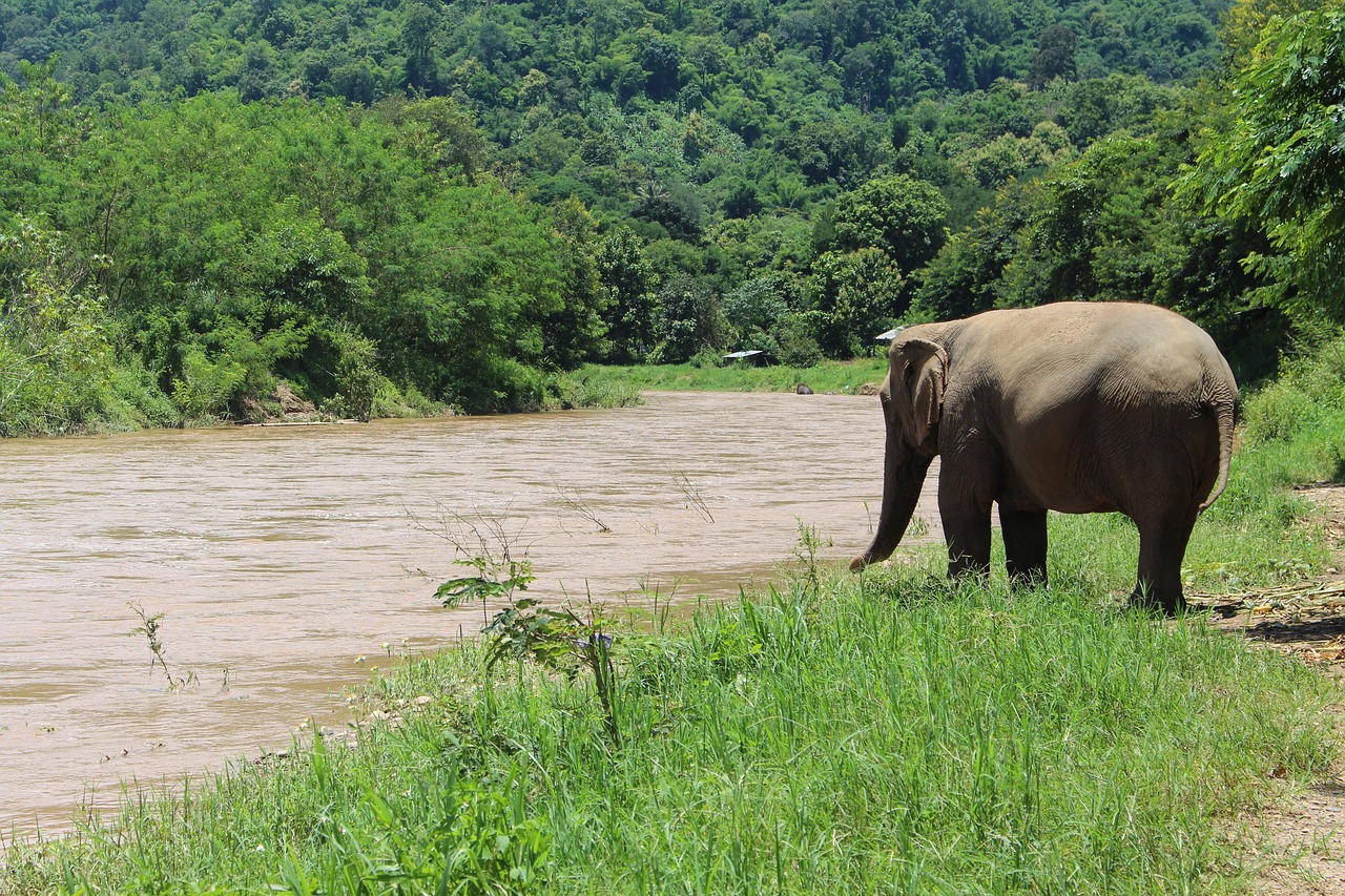 Image - elephant water proboscis mammal