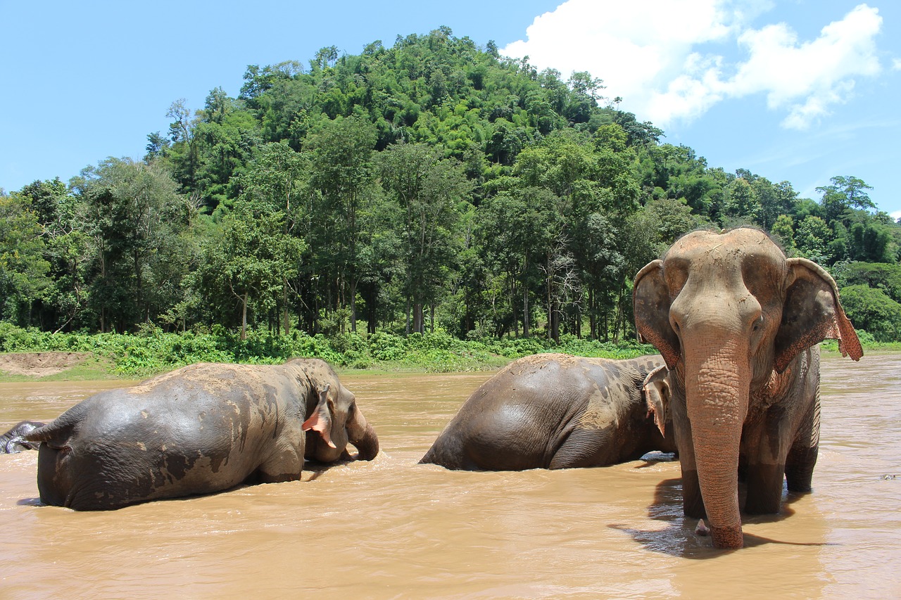 Image - elephant elephants proboscis mammal