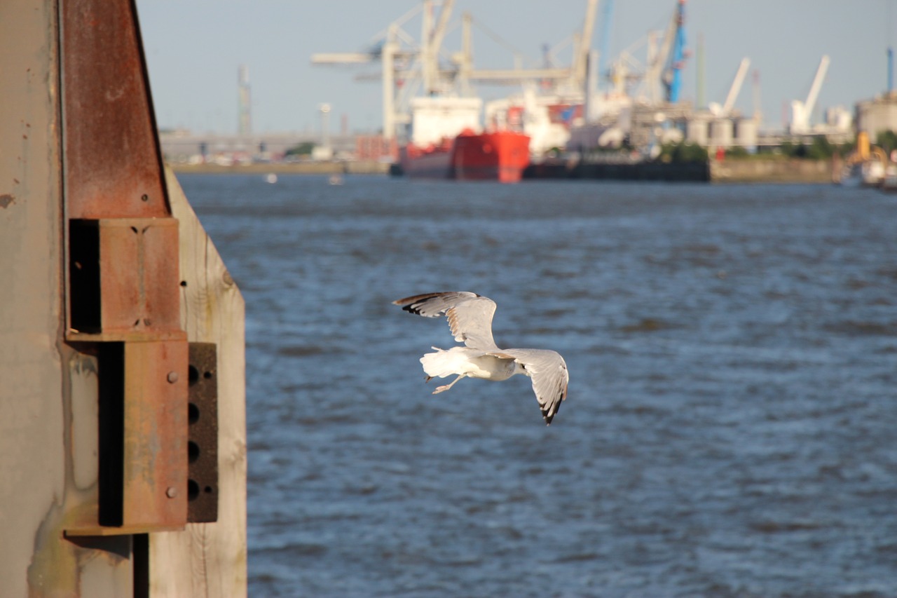 Image - seagull birds animals water bird