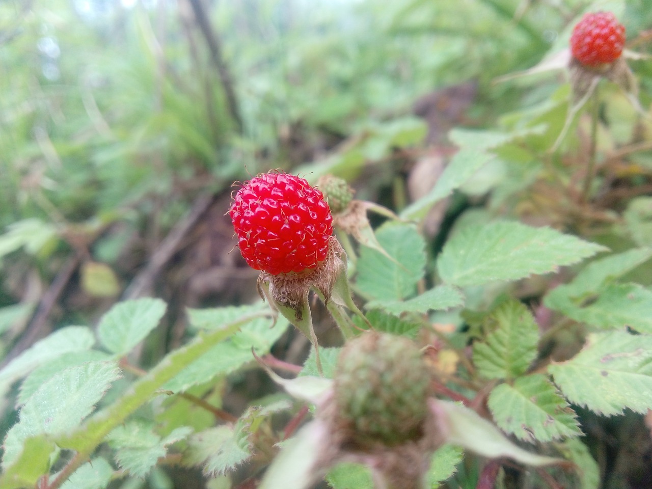 Image - raspberry wuyuan division billion