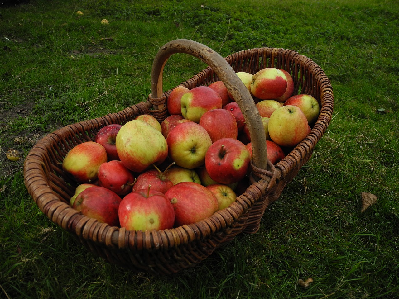 Image - harvest garden apple autumn