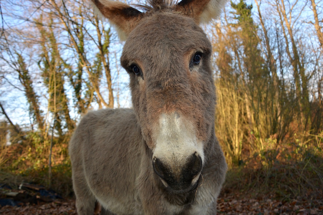 Image - donkey look head eyes tender soft