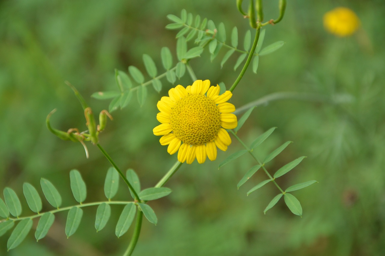 Image - krasnodarskiy kray nature flowers