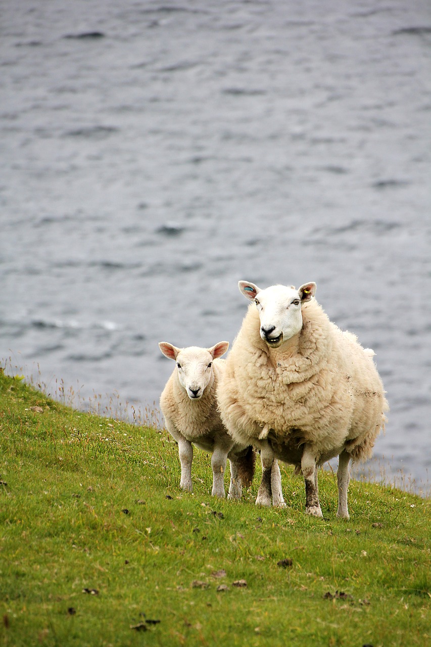 Image - sheep lamb meadow pasture