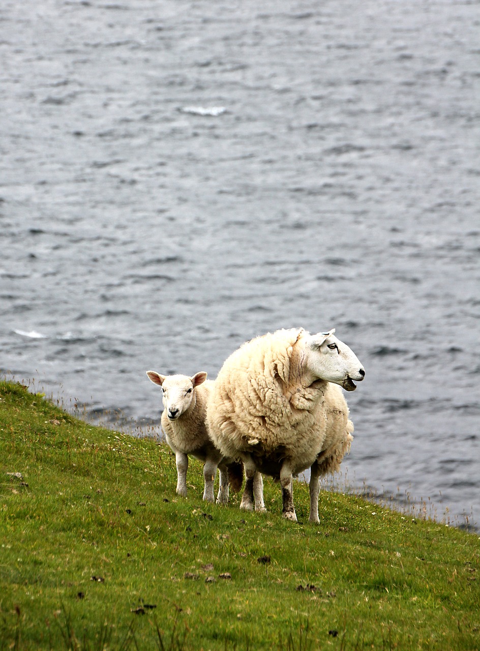 Image - sheep lamb meadow pasture