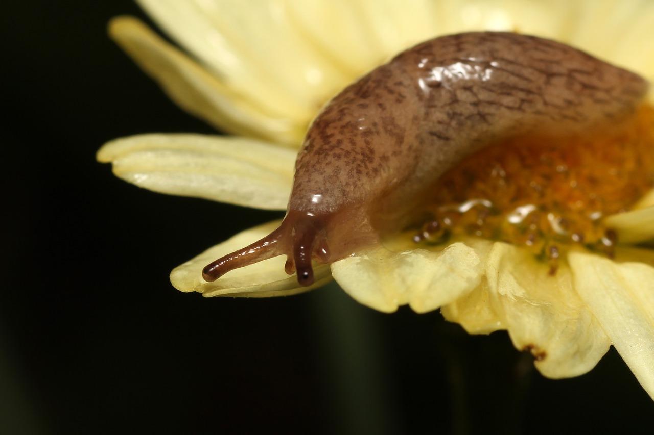 Image - snail baby small macro close skin