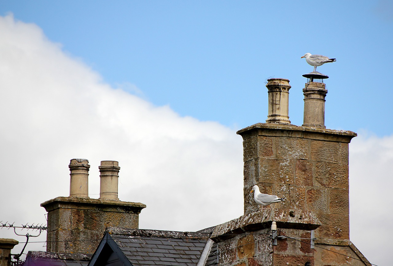 Image - seagull chimney roof roofs