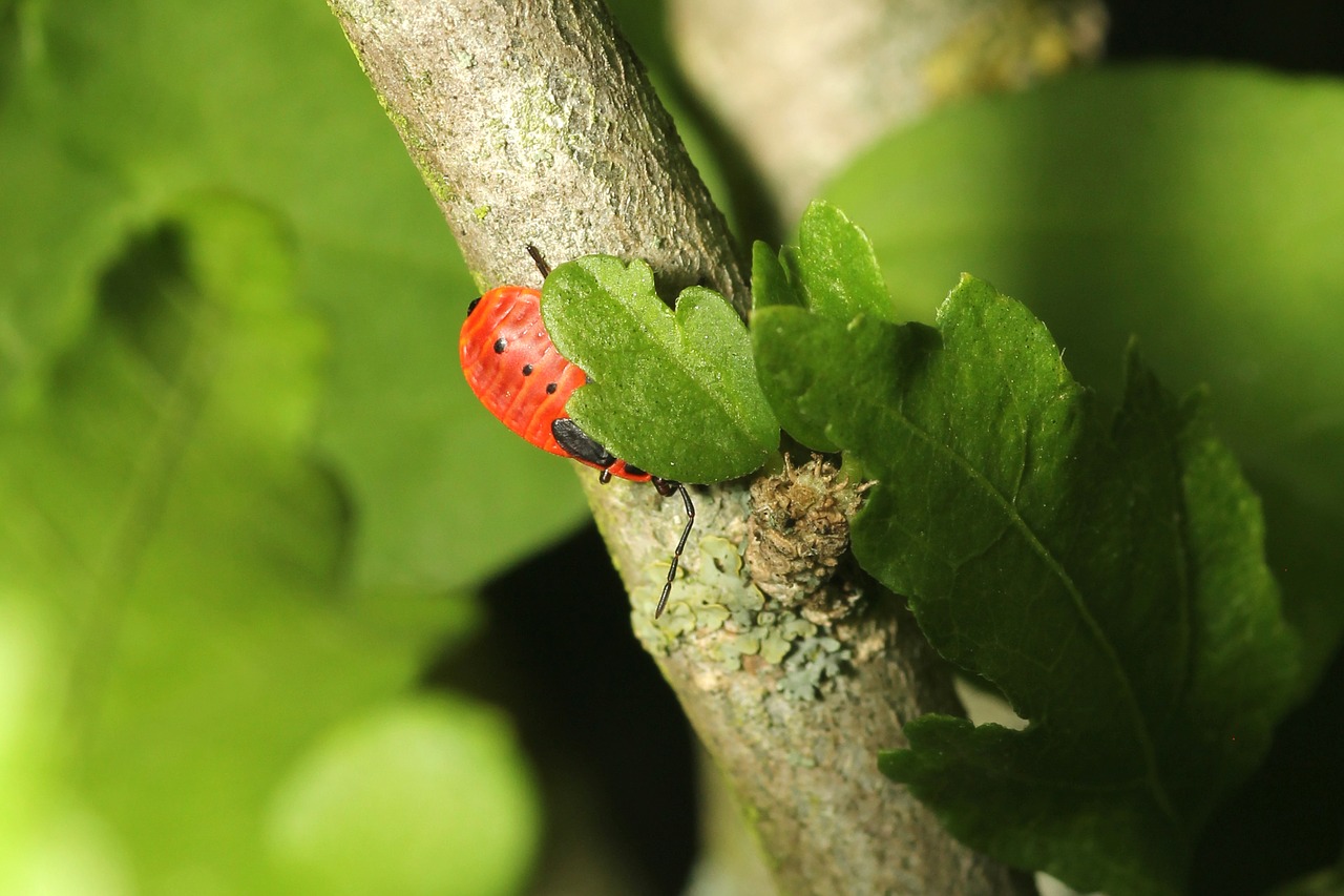 Image - beetle camouflage green leaf