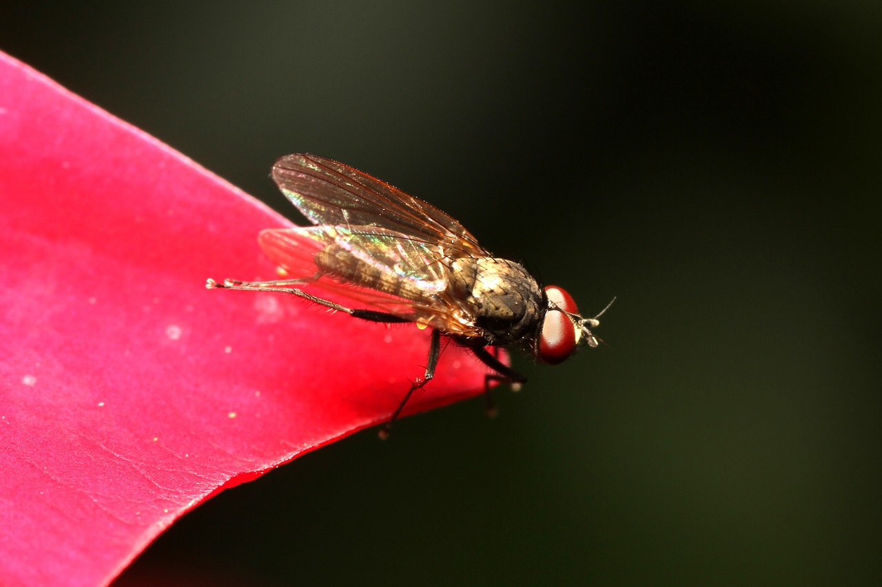 Image - insect mosquito nature animal fly