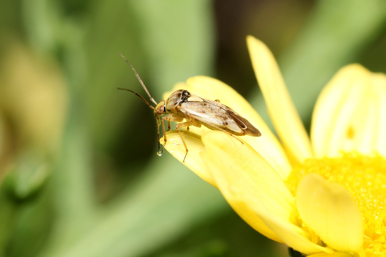 Image - fly blossom bloom macro nature