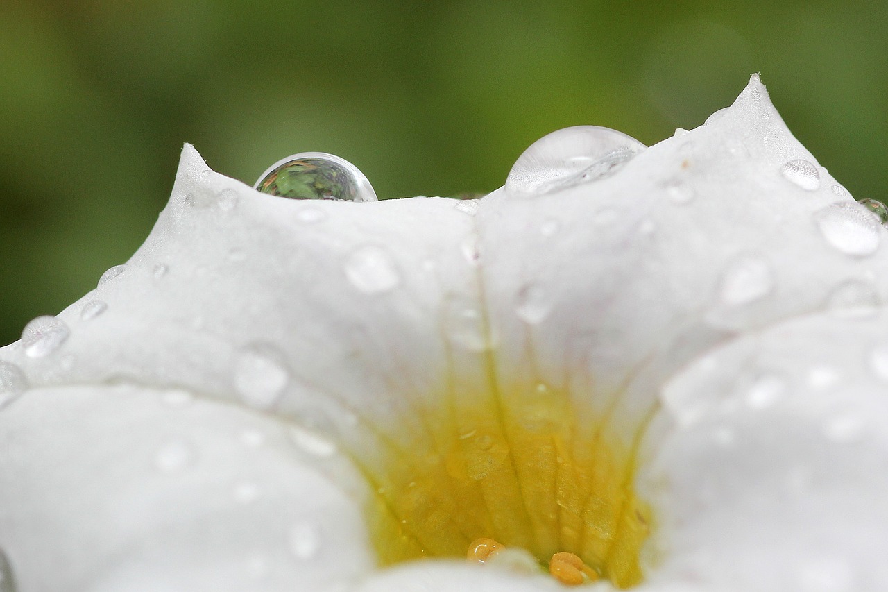 Image - plant drop of water water drip