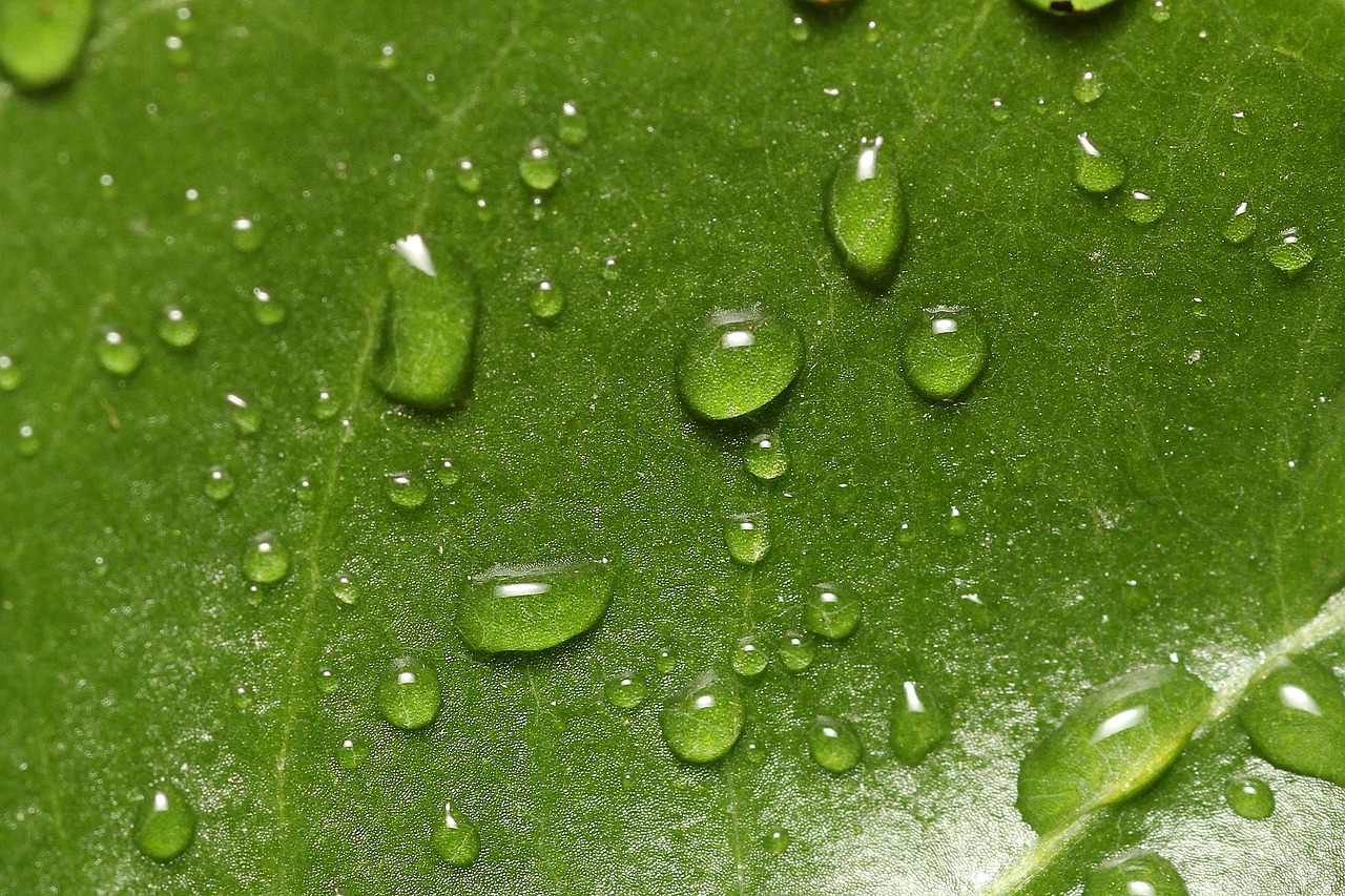 Image - plant drop of water water drip