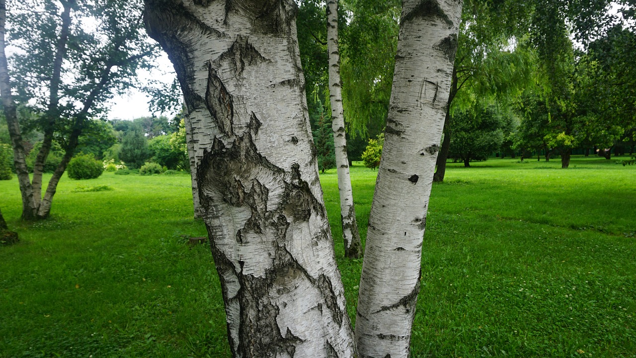 Image - tree grass nature landscape green
