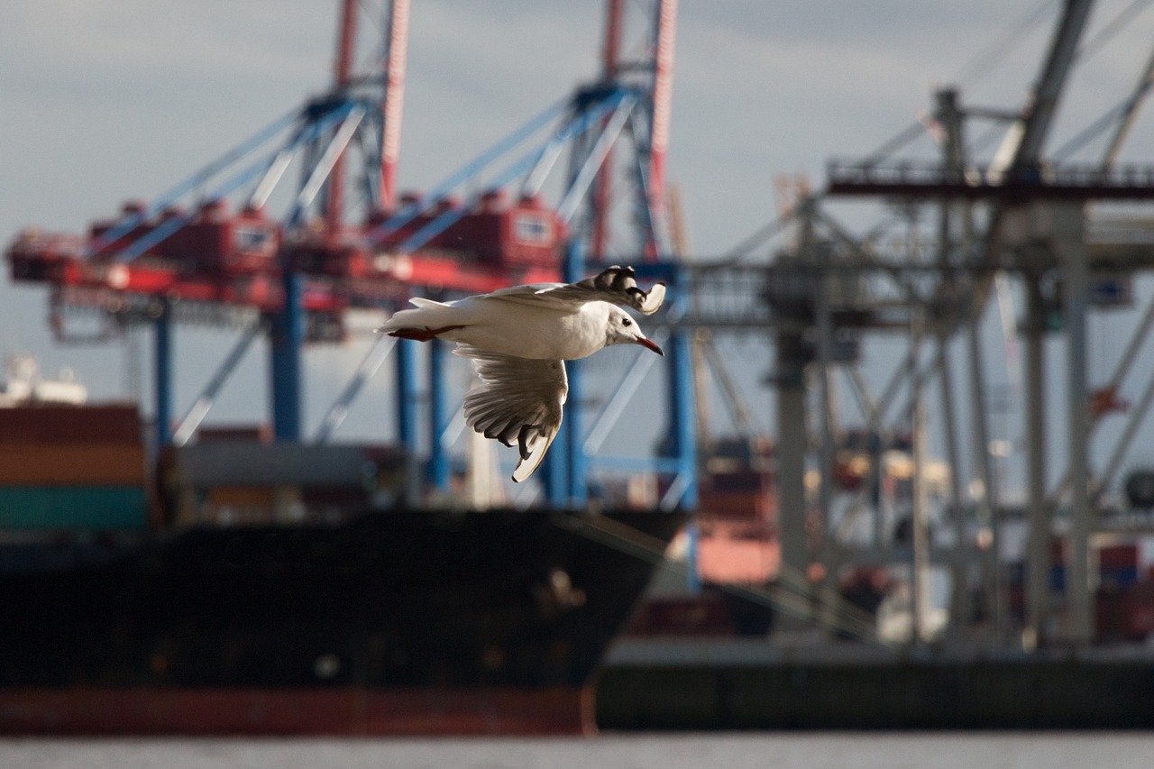 Image - seagull elbe flying port hamburg