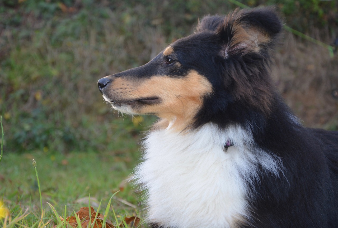 Image - shetland sheepdog profile snout