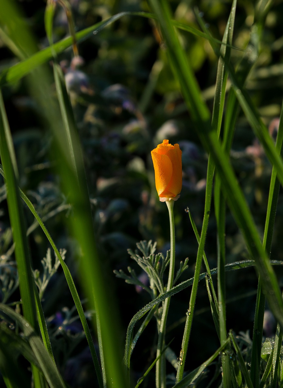 Image - flower morgentau meadow dewdrop