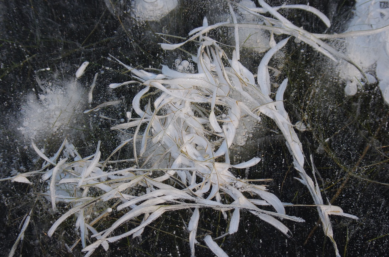 Image - winter ice lake weed air bubbles