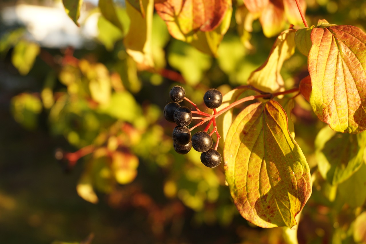 Image - incomplete black berries fruits