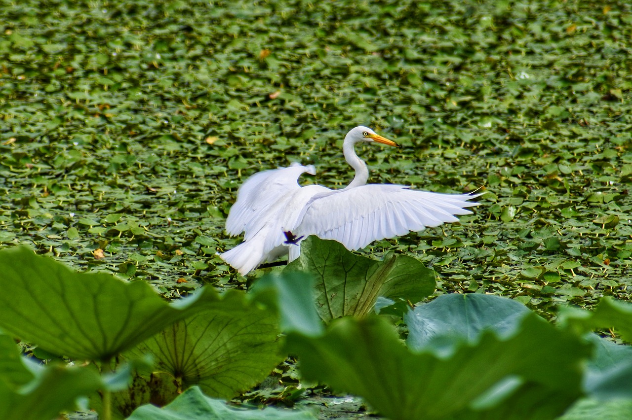 Image - animal pond plant lotus heron