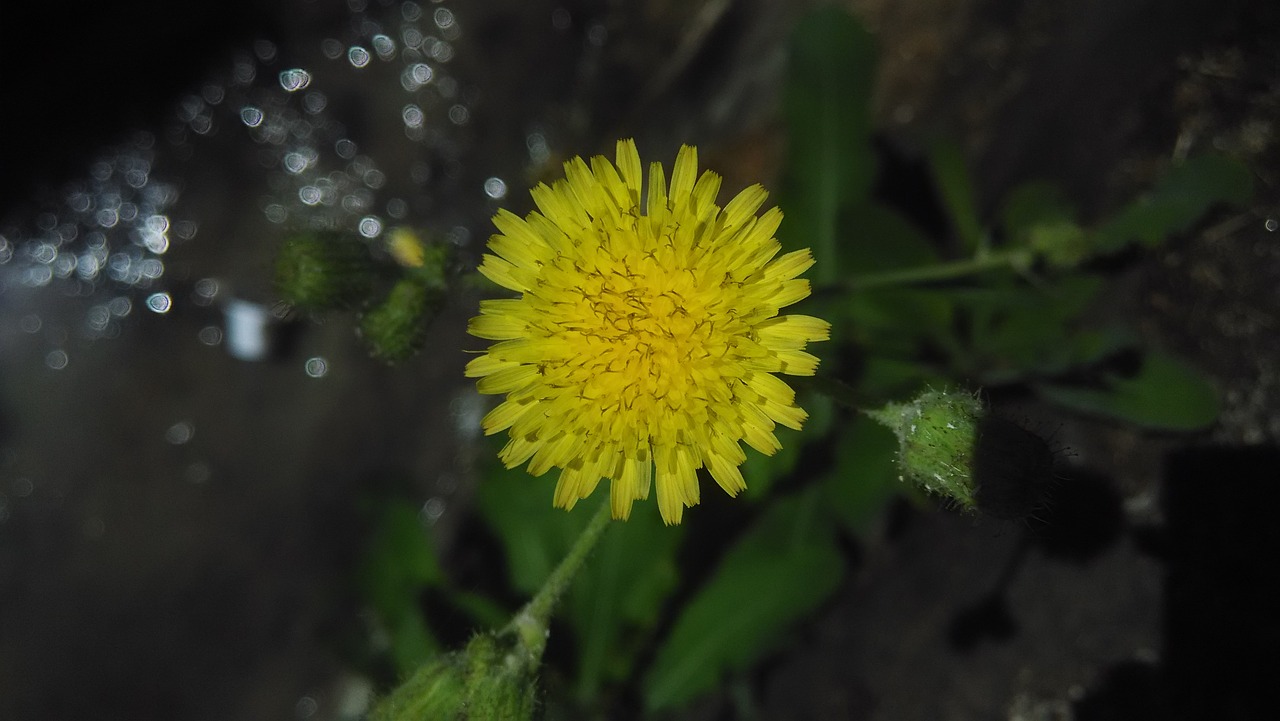 Image - water flowing flower nature