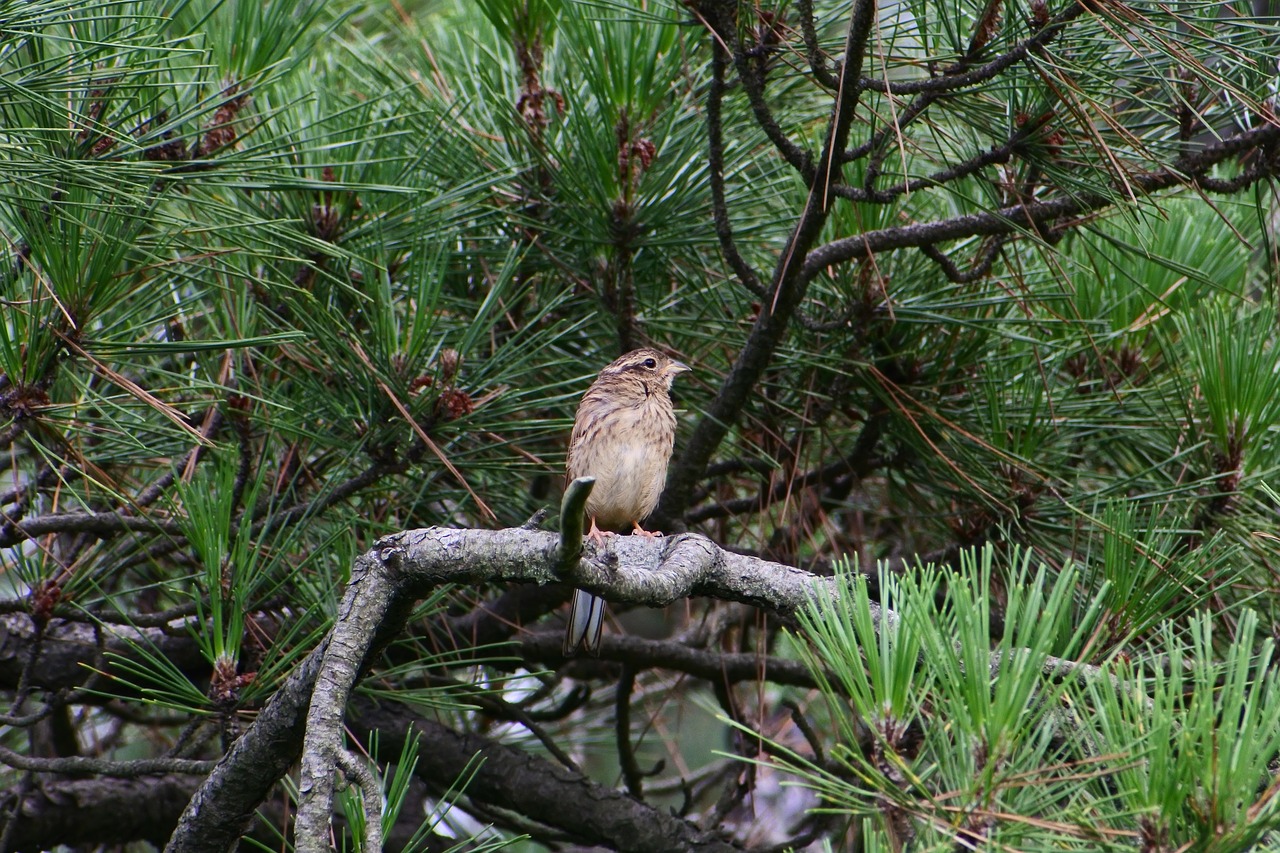 Image - animal forest pine branch