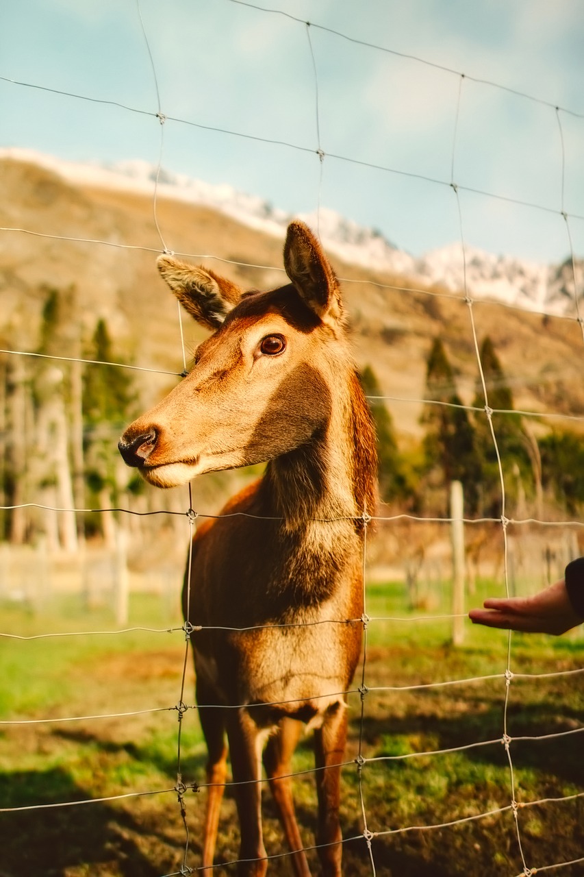 Image - deer pen enclosure wildlife animal