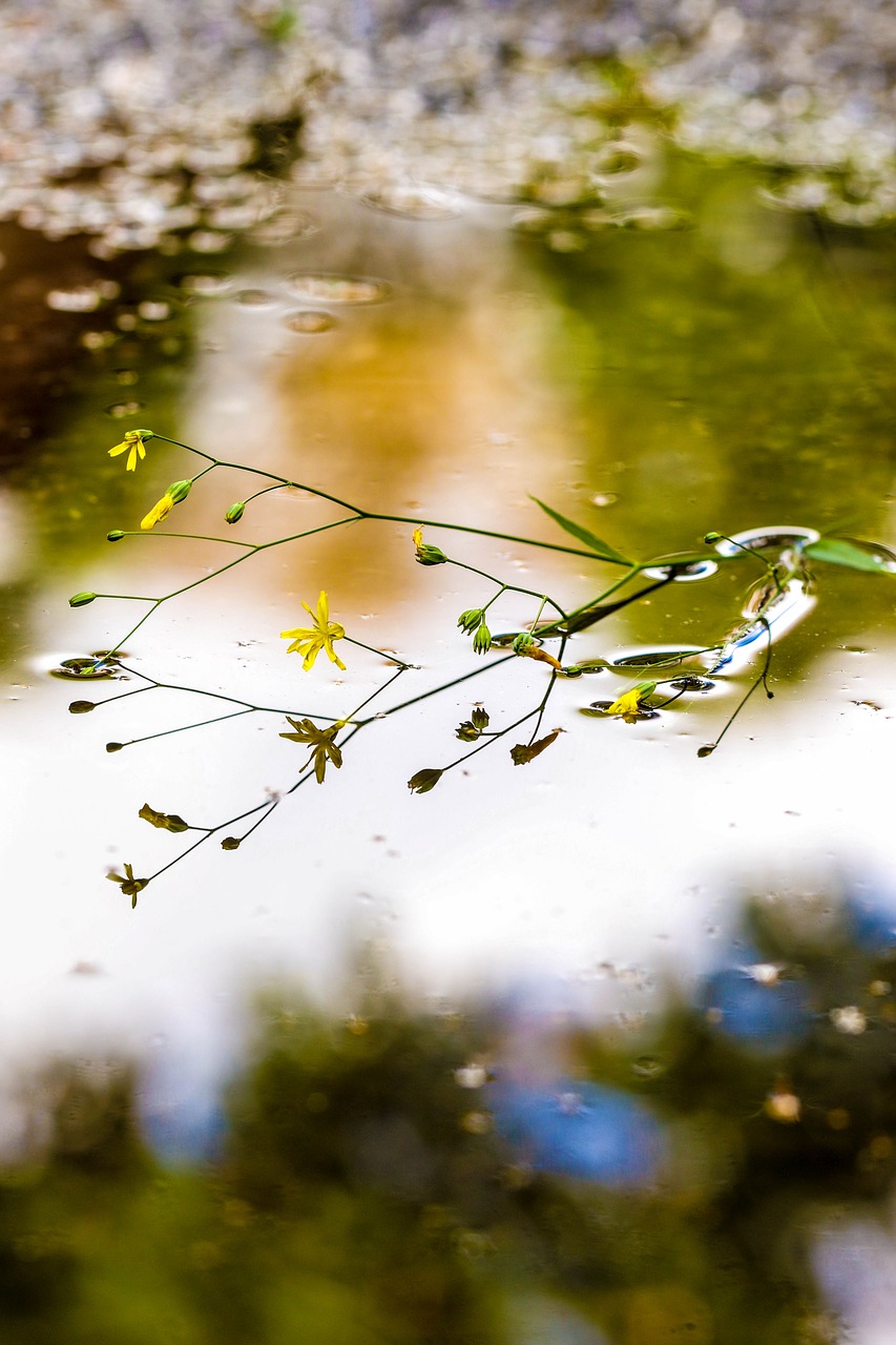 Image - puddle mud puddle flower water