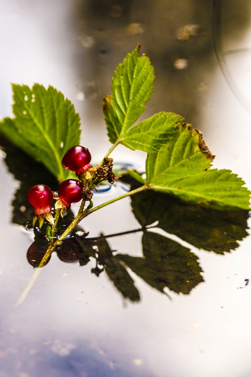 Image - puddle mud puddle berry plant