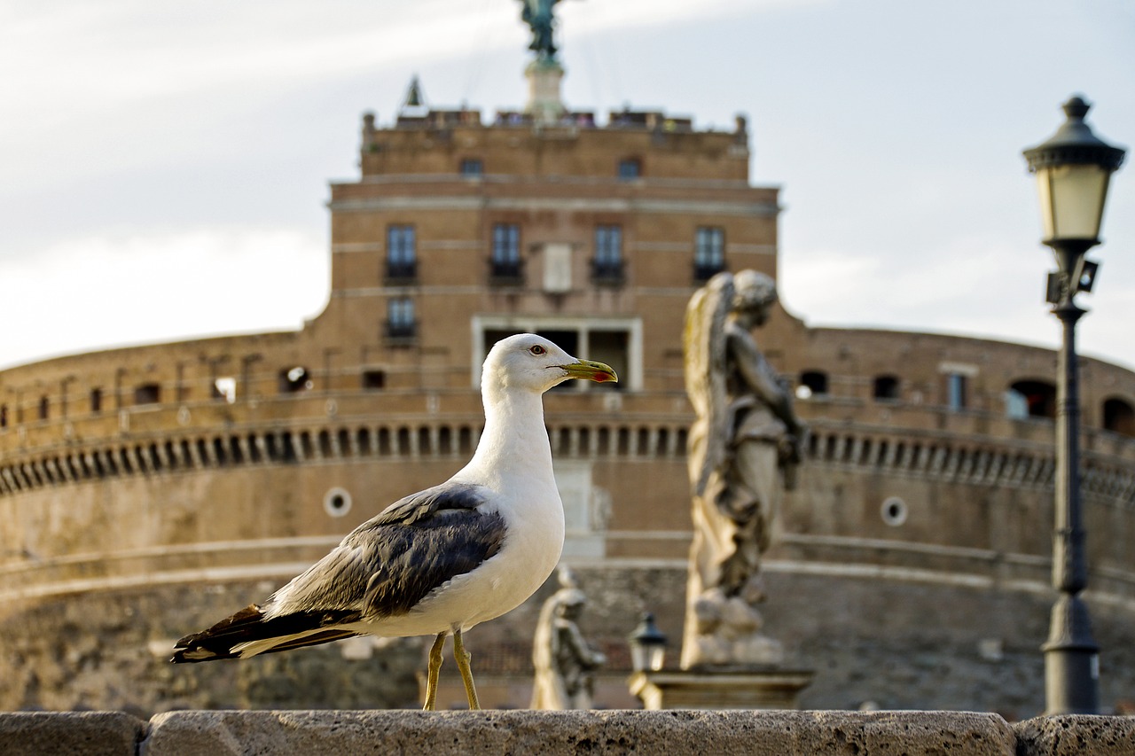 Image - rome castel sant angelo seagull