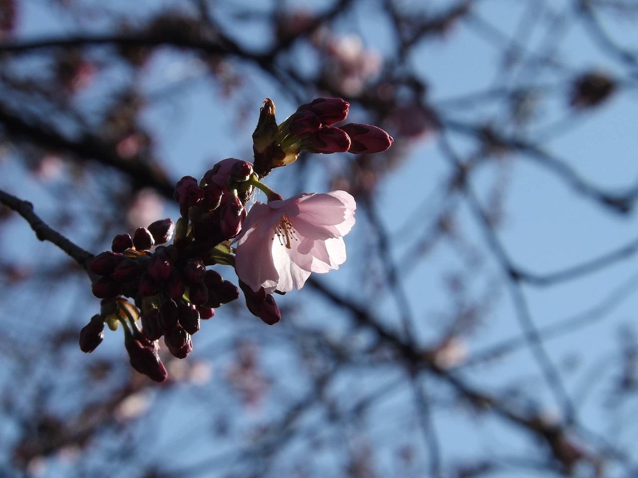 Image - cherry blossoms spring flower