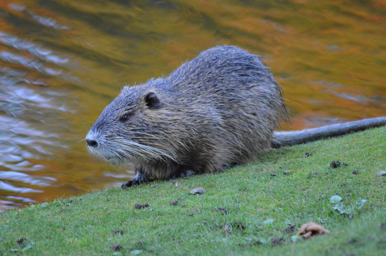 Image - beavers lakes wildlife river