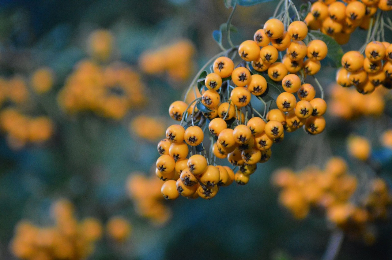 Image - nature berries forests harvest