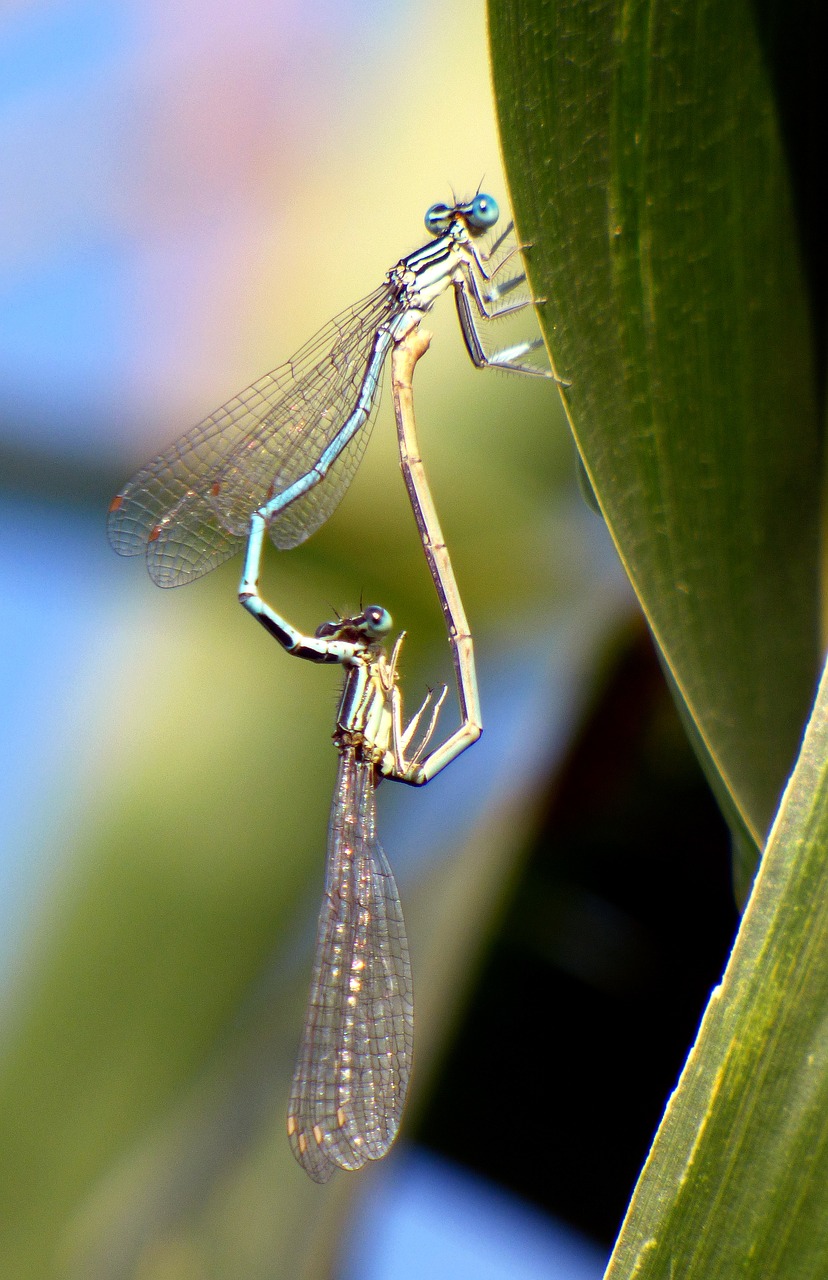 Image - bridesmaids dragonflies coupling