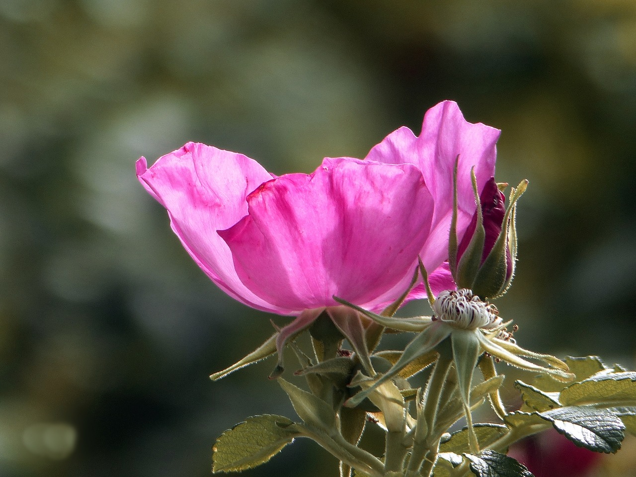 Image - wild rose rose hip nature dog rose