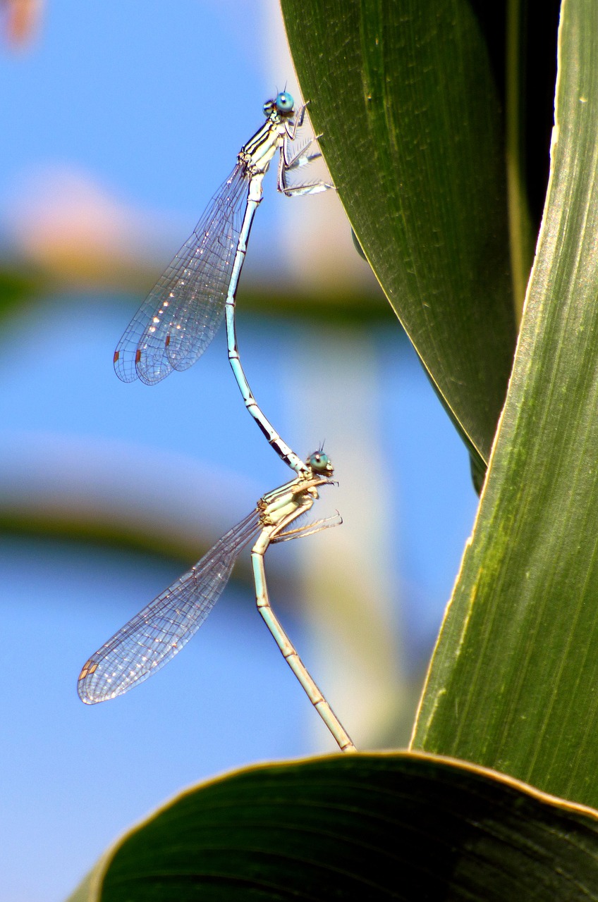 Image - bridesmaids dragonflies coupling