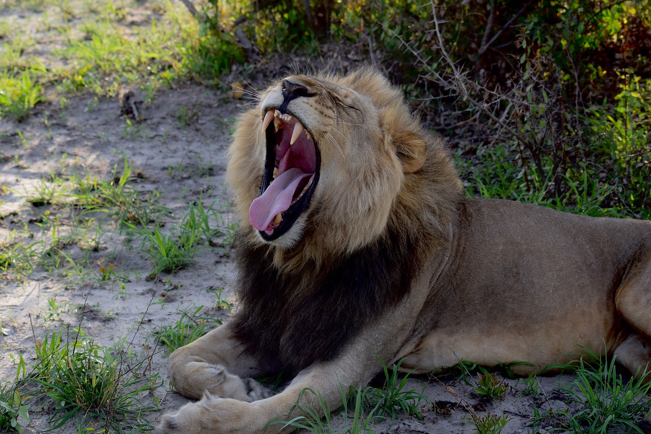 Image - lion lion yawn sleepy lion