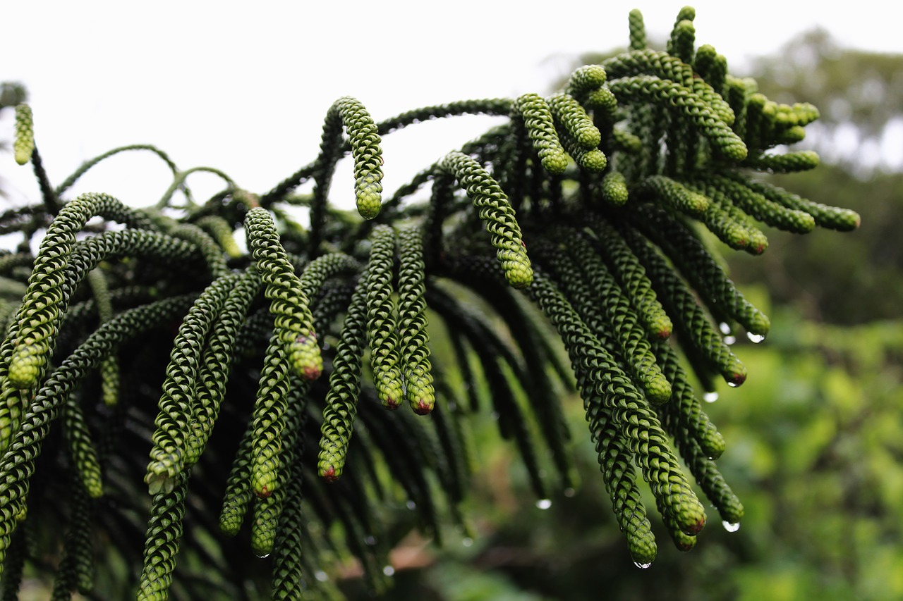 Image - pine rain green nature