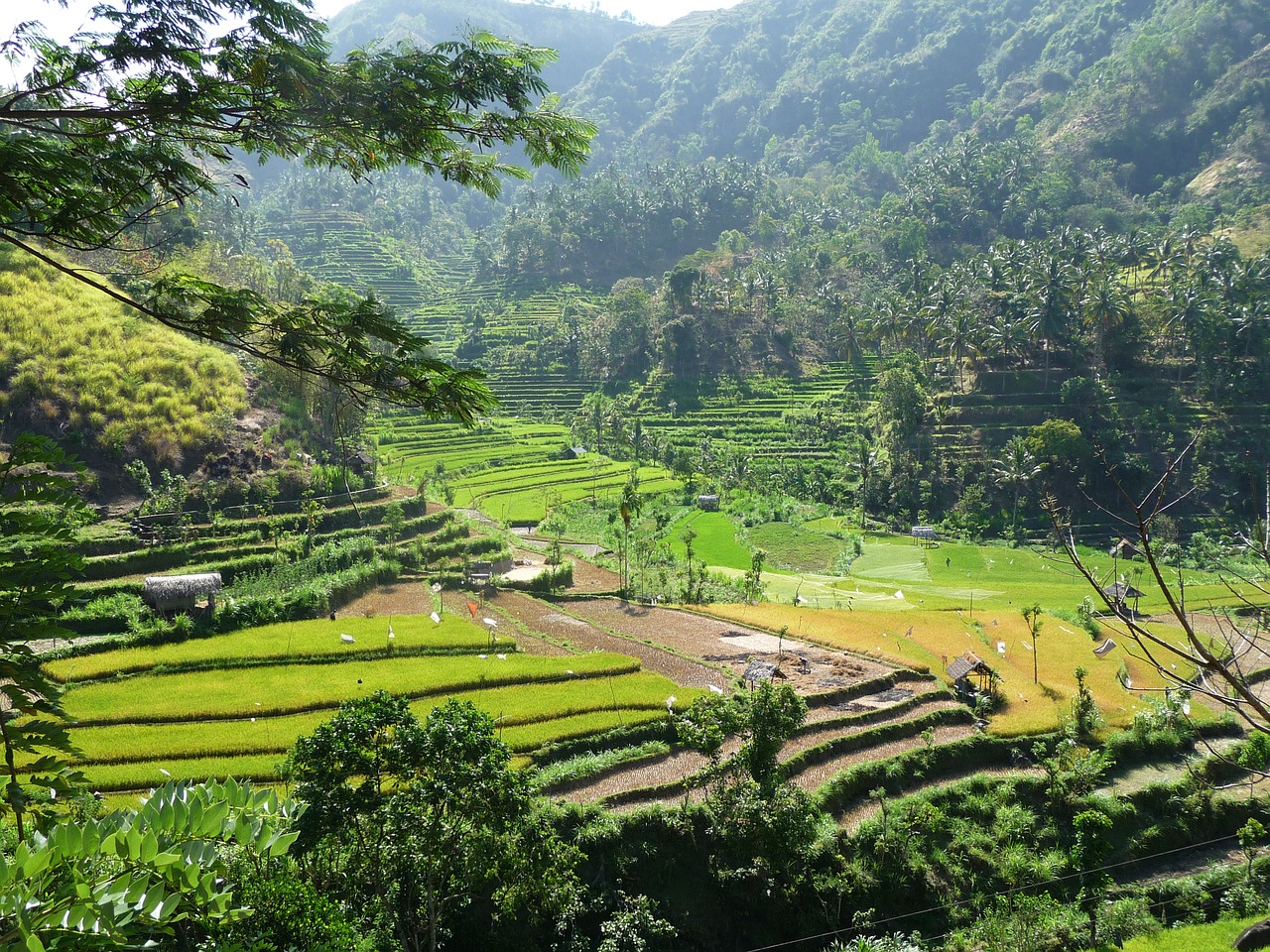 Image - indonesia rice hill