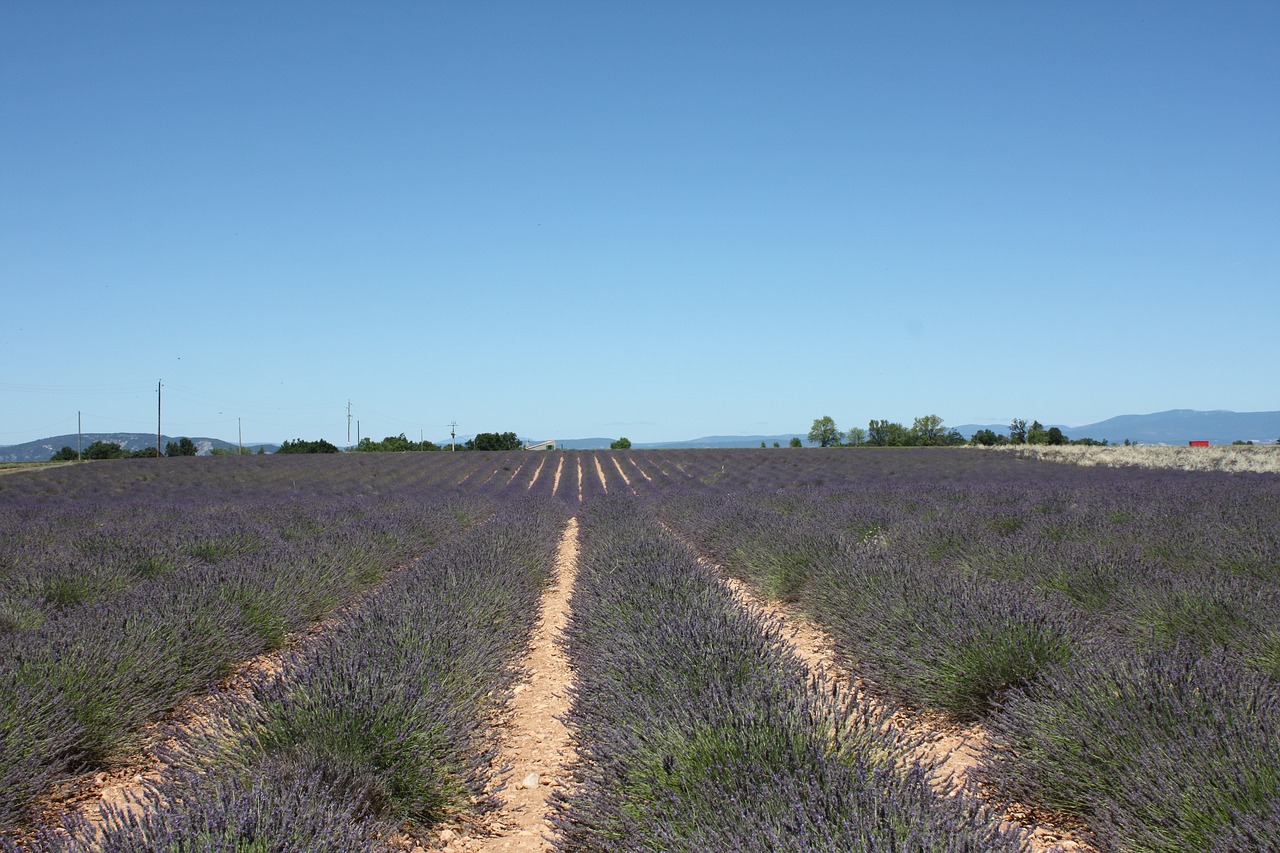 Image - lavender provence sault