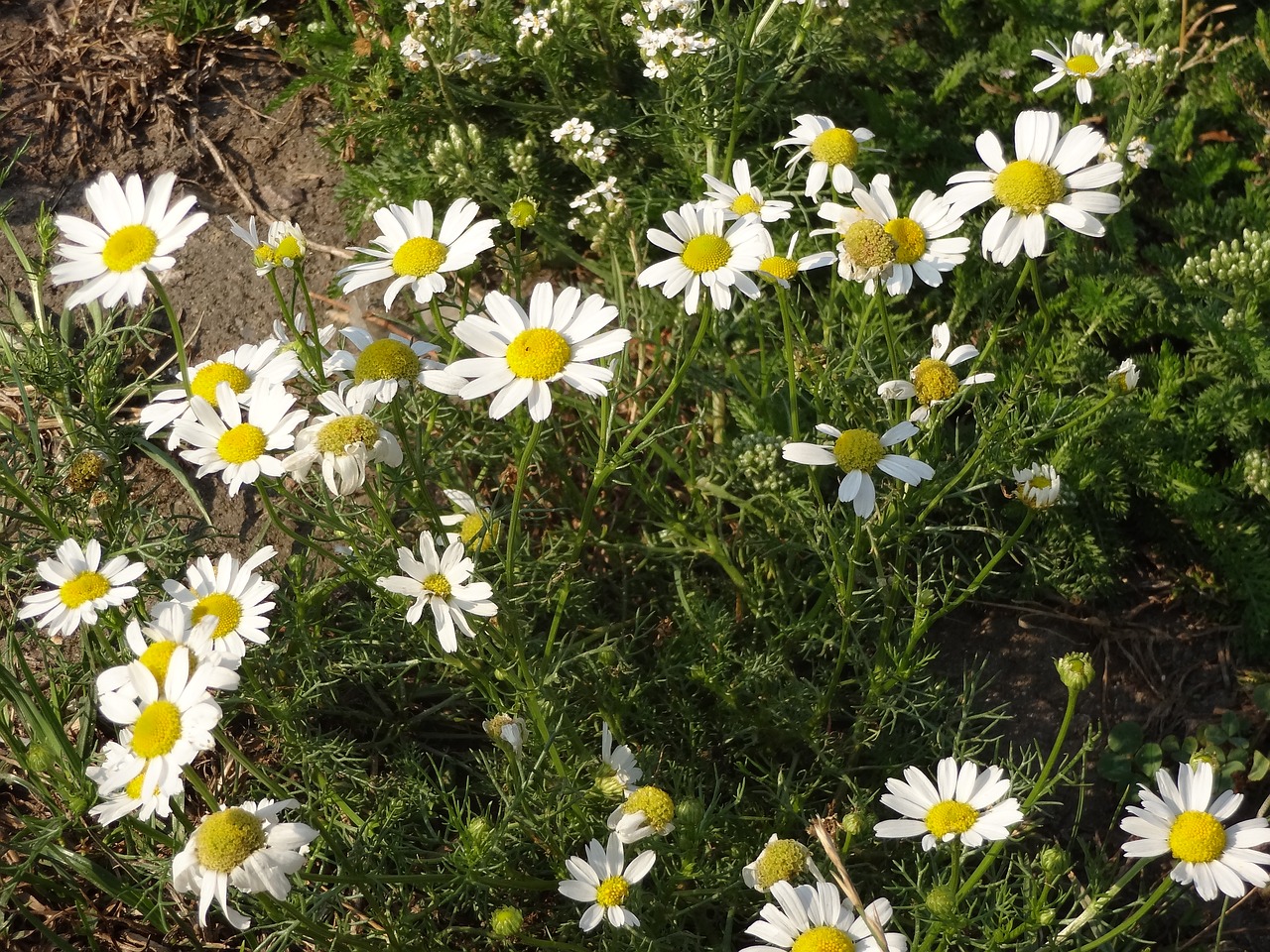 Image - daisy flower white nature