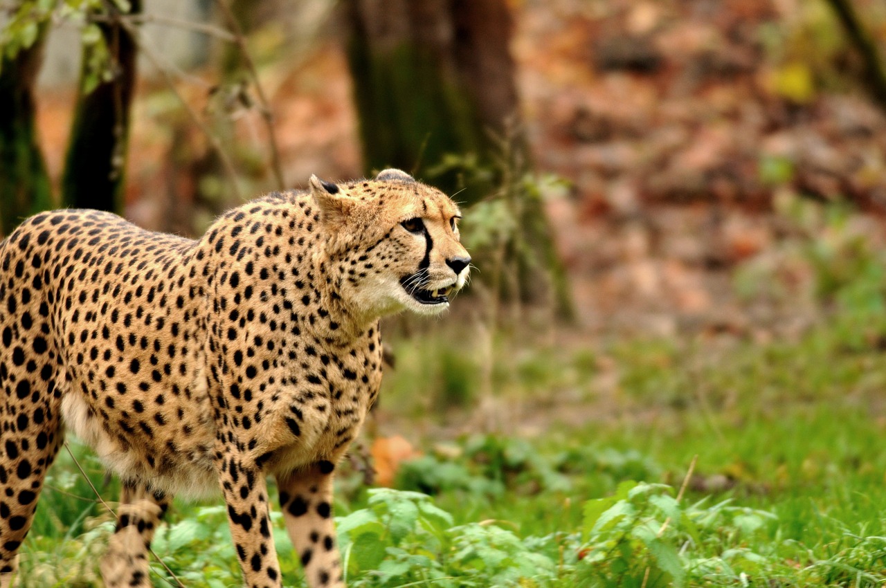 Image - zoo hellabrunn munich