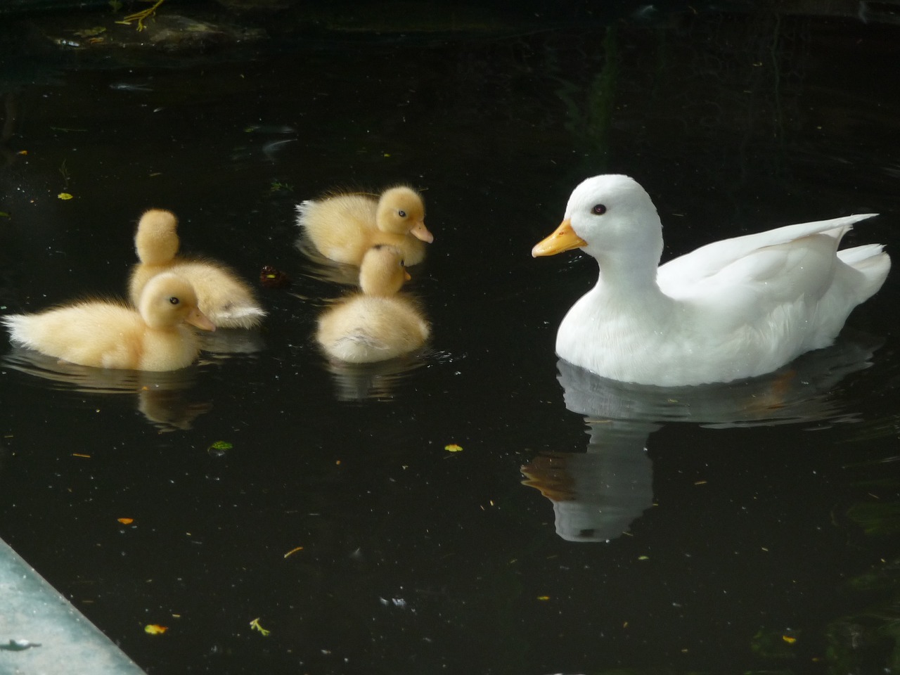 Image - ducks family happy swim animal