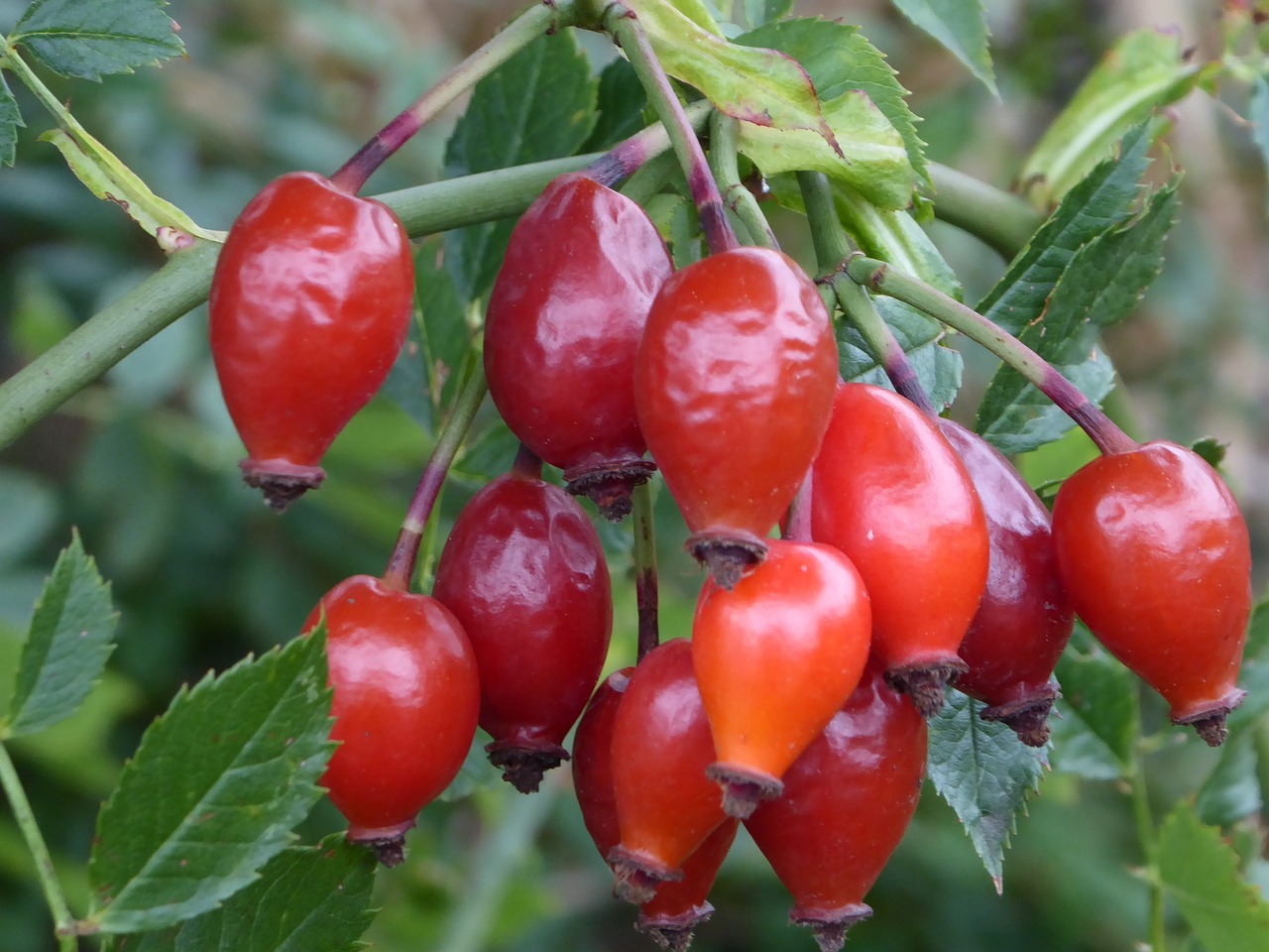 Image - autumn rose hip decoration berry